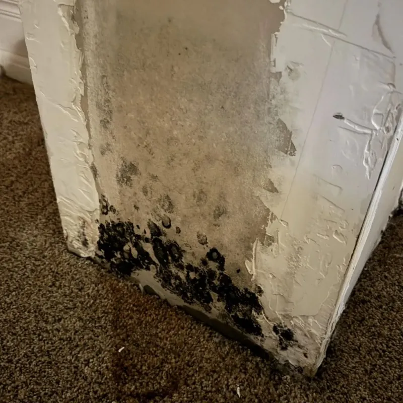 Professional Mold Removal in Perezville, TX